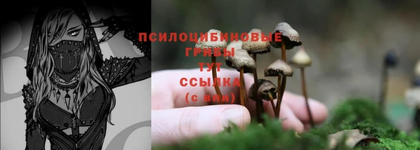 прущие крисы Новозыбков